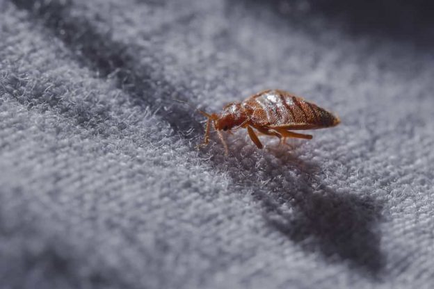 Can I Buy Bed Bug Repellants Online? 