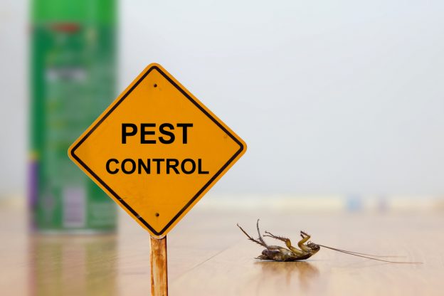 Do Any Natural Cockroach Repellants Work