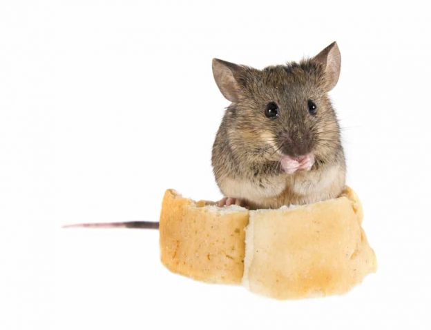 How to prepare for mice in the colder months