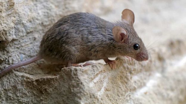 Mouse traps mistakes that you are making